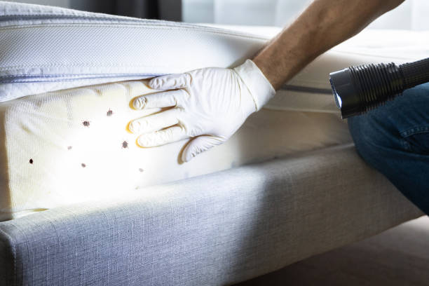 Best Mosquito Control Services  in Agua Dulce, TX