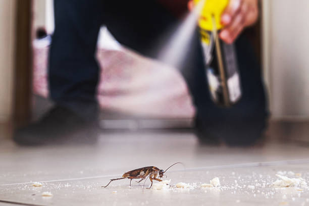 Best Insect Control  in Agua Dulce, TX